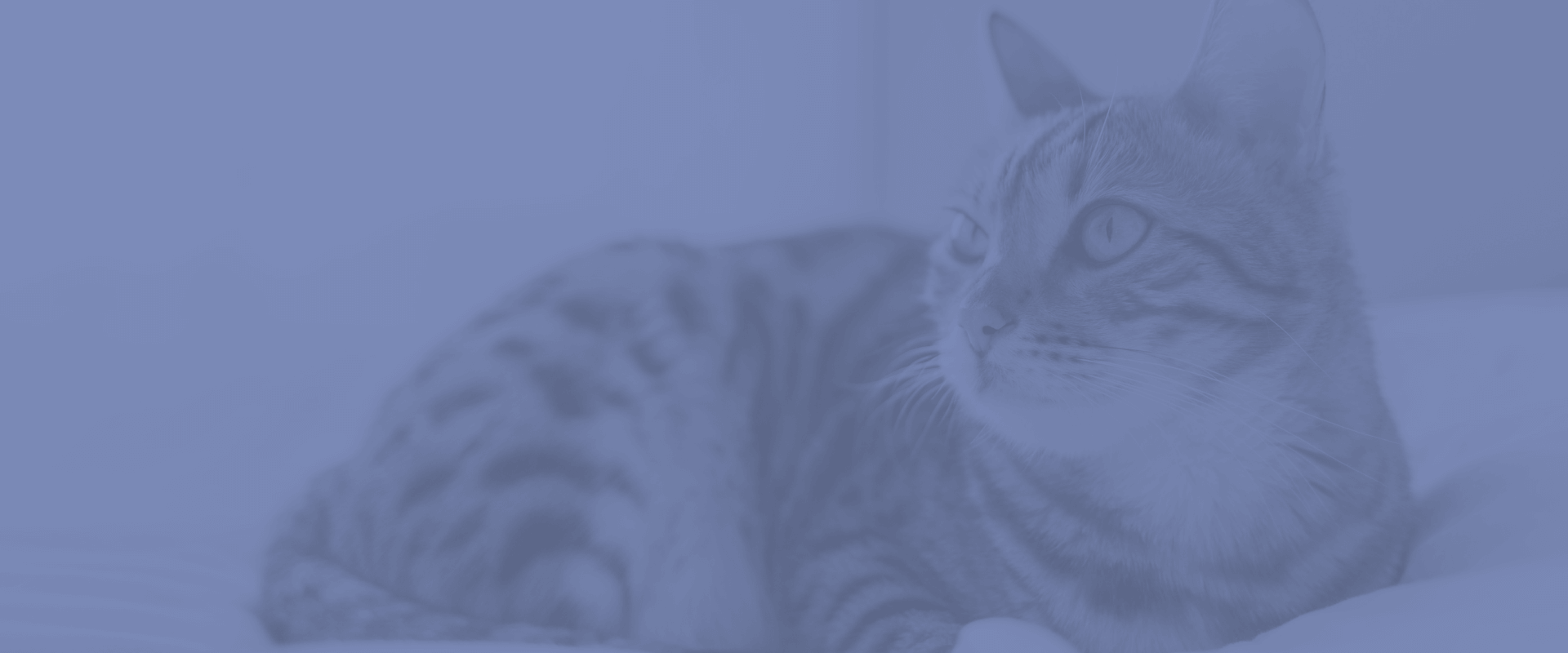 Learn More About Turkey Creek Animal Hospital