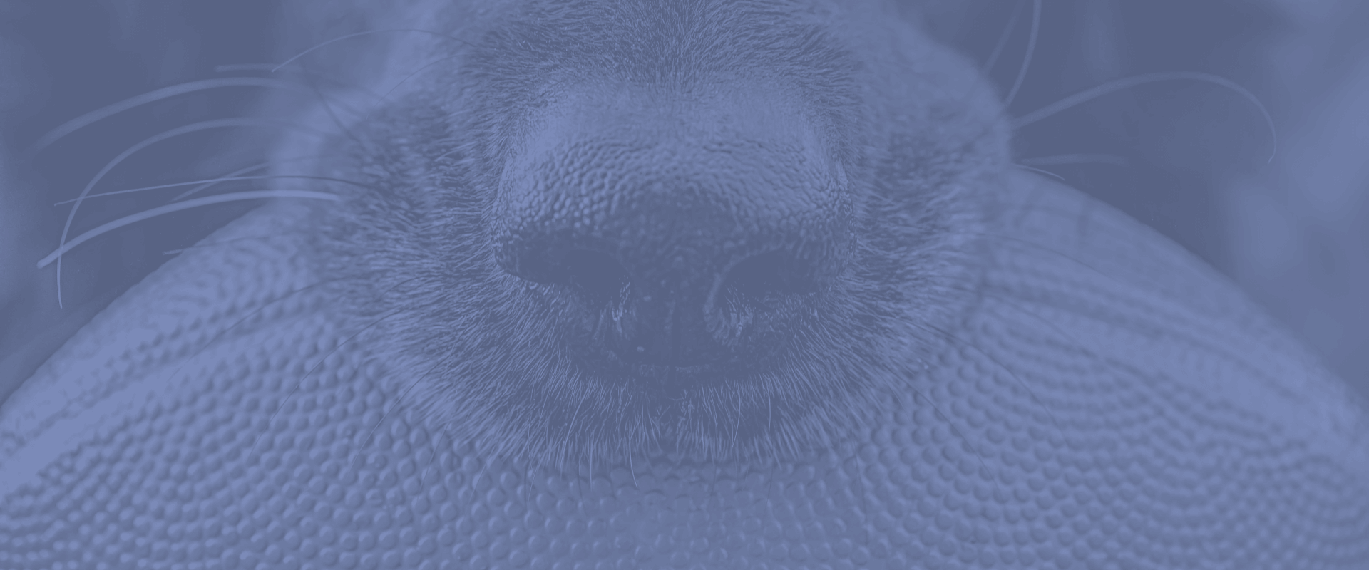 Payment Options & Hospital Policies at Turkey Creek Animal Hospital