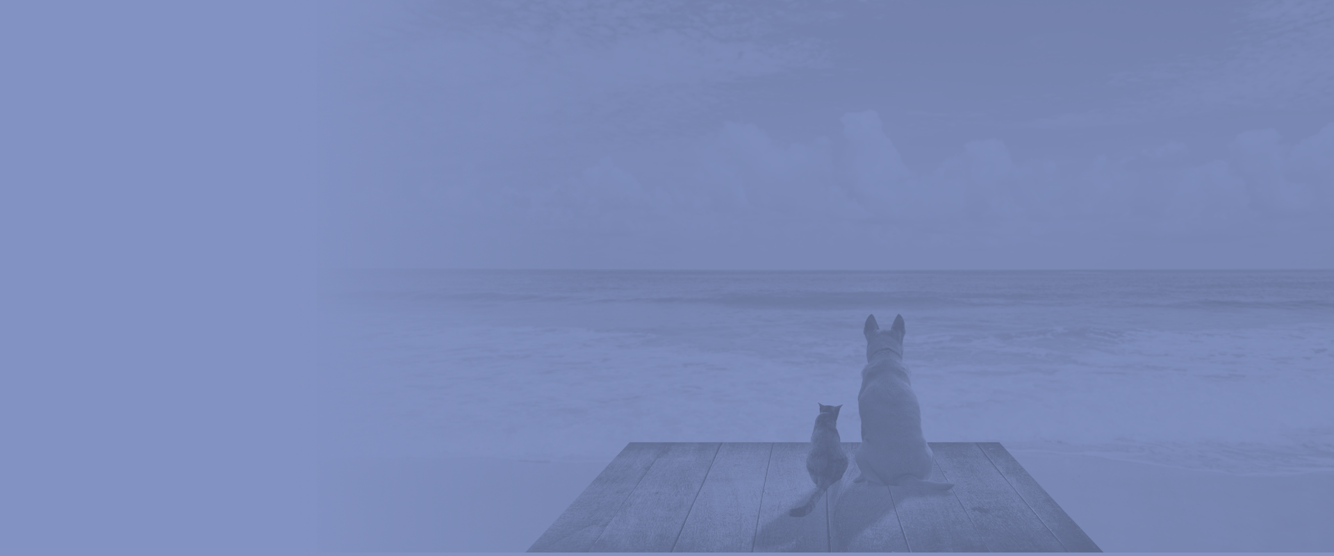 Honoring the Lives of Our Cherished Pets Turkey Creek Animal Hospital