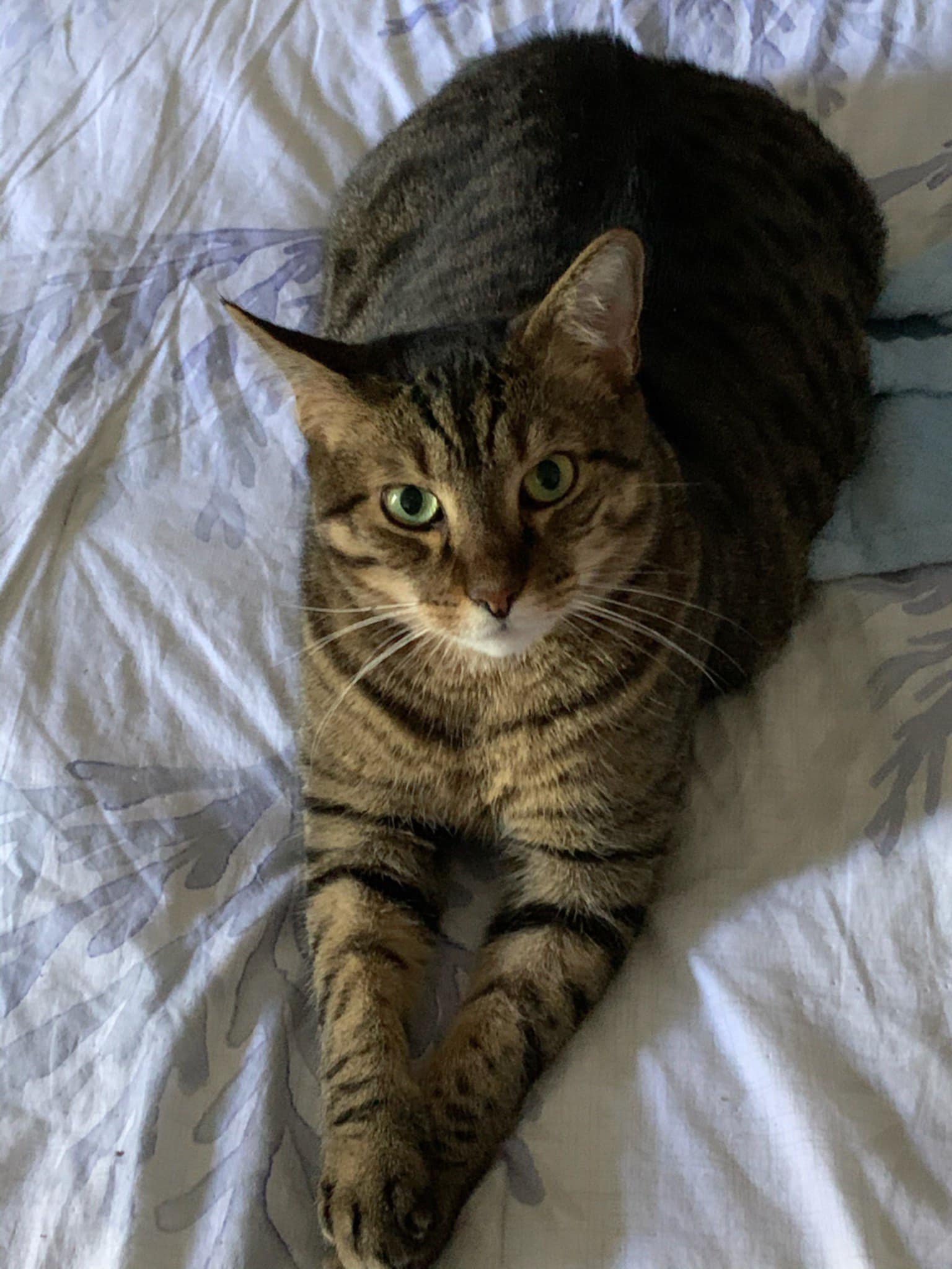 cats