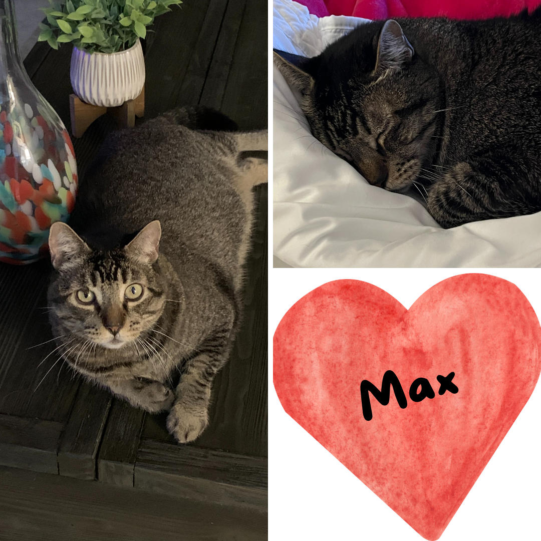 cats